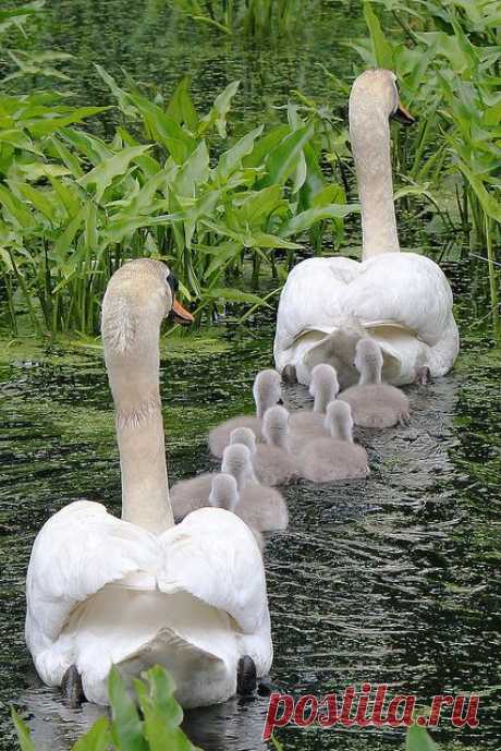 Swan family | birds