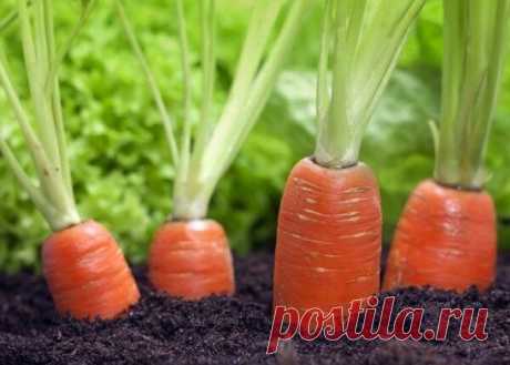 Хитрый метод моей бабушки посева моркови без прореживания | Роскошная усадьба | Яндекс Дзен
