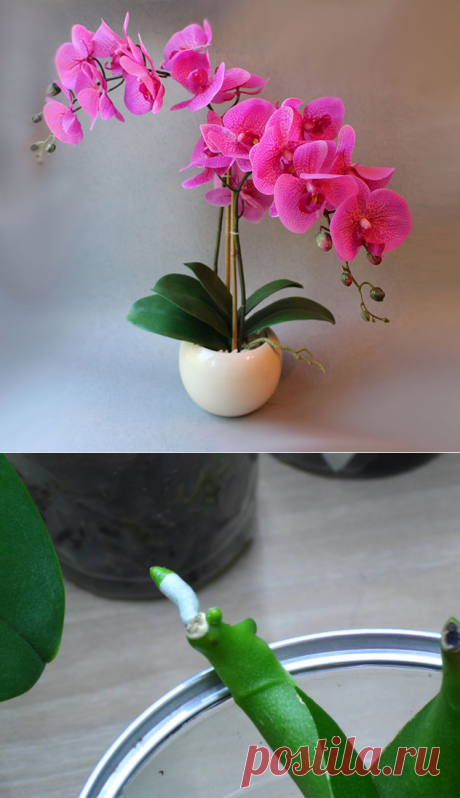 Как вырастить орхидею из листика.
