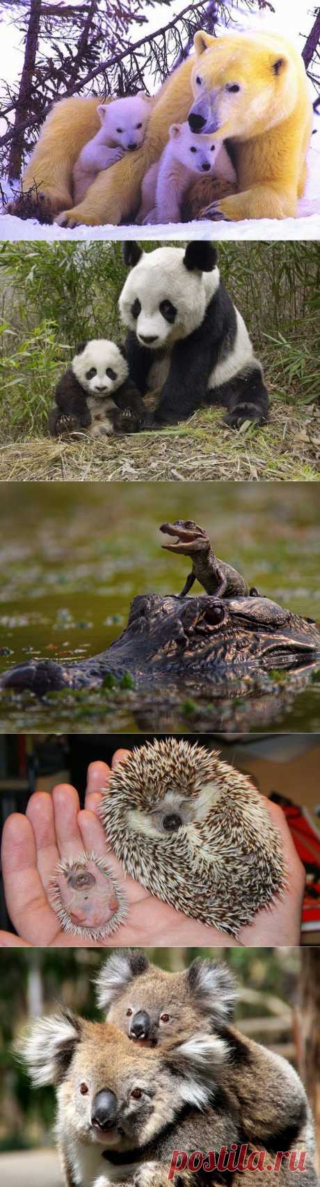 Omigu » Animals with their Cute little Babies
