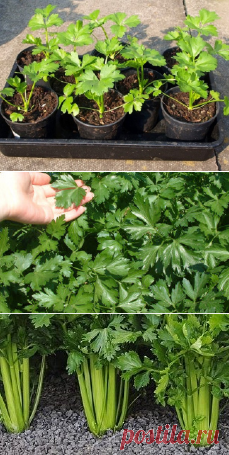 Сельдерей черешковый и листовой - выращивание по инструкции
