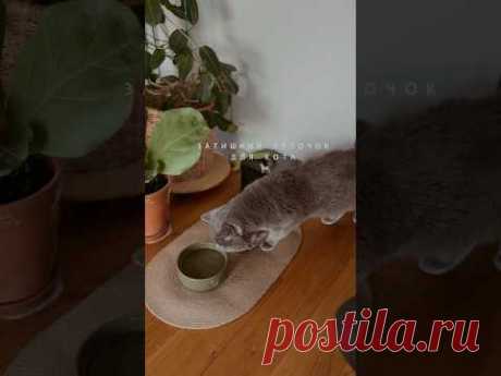 Затишний куточок для кота, більше в інстаграм #cozyhome #cat #catlover #hyggelig #urbanjungle