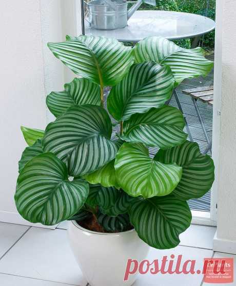 Калатея орбифолия (Calathea orbifolia) — описание, выращивание, фото | на LePlants.ru