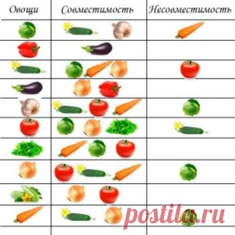 СОВМЕСТИМОСТЬ ОВОЩЕЙ - МирТесен