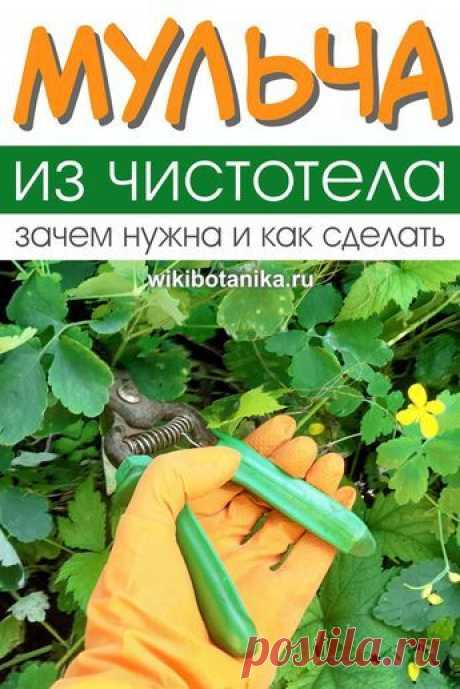 Как применять чистотел в саду и огороде