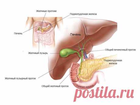 Как понять, что у вас застой желчи? | Всегда в форме!