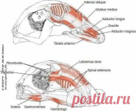 Растяжка всех мышц. Сохрани - пригодится!