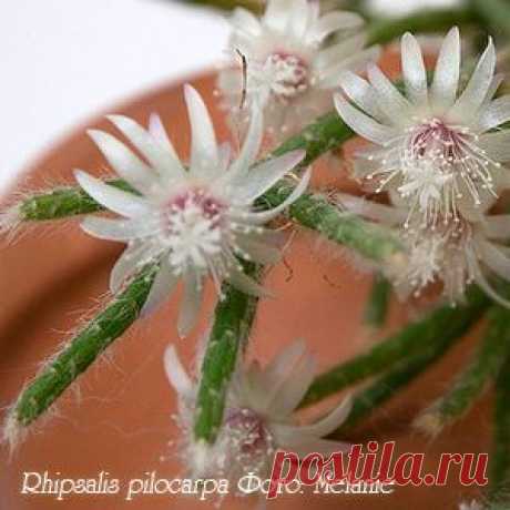 Рипсалис Rhipsalis - Комнатные растения и цветы