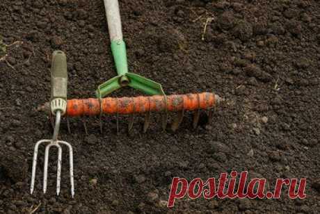 Как приготовить дешевый разрыхлитель почвы из опилок (личный метод) | У-Дачный канал советы от Арины | Яндекс Дзен