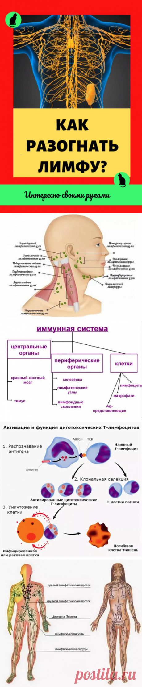 Как разогнать лимфу? Действенные приемы и способы!