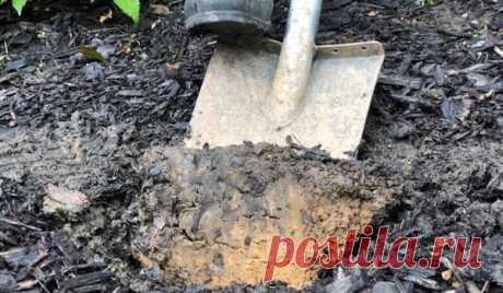 Простой способ сделать почву в огороде рыхлой и мягкой | 6 соток