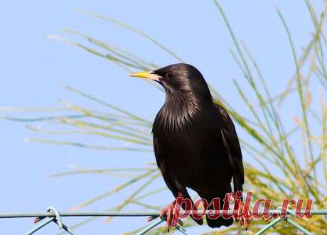 Estorninho-preto, Sturnus unicolor
VRSAntónio,2020-01-06