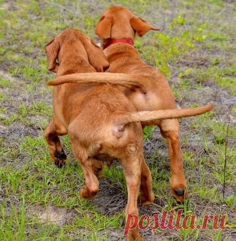 Конкурс собачьей фотографии Kennel Club Dog Photographer 2016