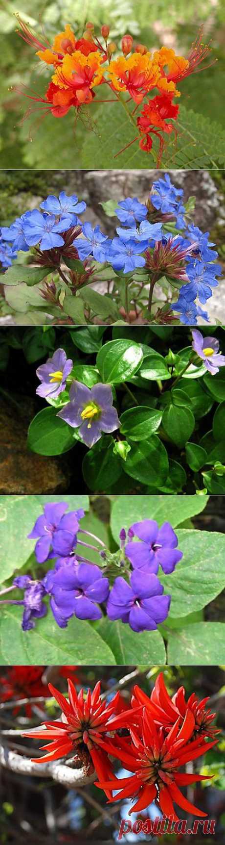 - Фото каталог цветущих растений