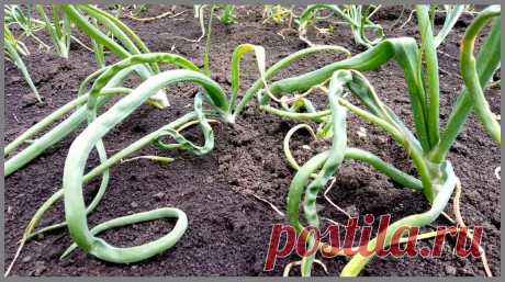 Боремся с нематодами | Узнаем, как очистить почву от опасного вредителя | Урожайный сад и огород | Пульс Mail.ru