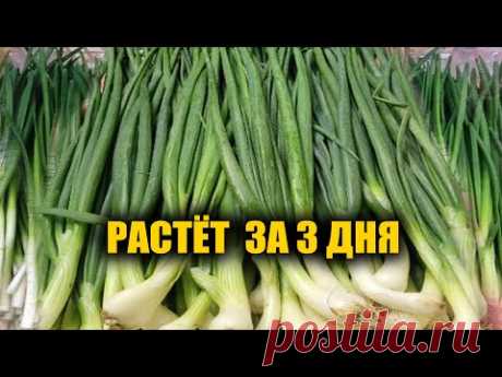 Бешеный Рост ЗЕЛЁНОГО ЛУКА за 3 ДНЯ!