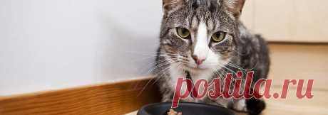 Как правильно кормить кошку: здоровое питание для питомца | Hill's Pet Как подобрать правильное питание для кошки? Что входит в здоровый сбалансированный рацион кота?