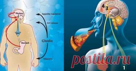 Как приручить гормон голода грелин: 10 маленьких хитростей | Бабушкины секретики Маленькие хитрости – как подавить гормон голода грелин... Определенные продукты, напитки и практики запускают процесс выработки гормона голода грелина, что влечет за собой появление зверского аппетита, игнорировать который просто невозможно. Иногда Вам хочется кушать, несмотря на то, что Вы на самом деле и не голодны.Гормон голода грелин можно контролировать.