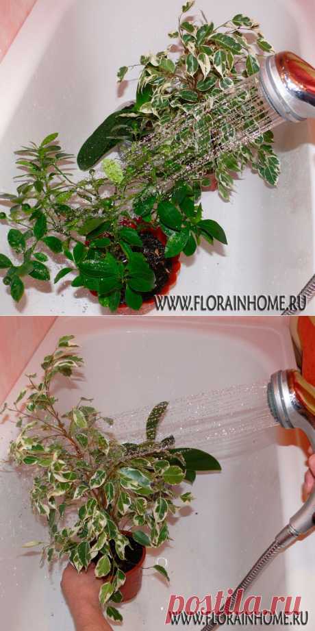 Горячий душ ... для растений | Самоцветик