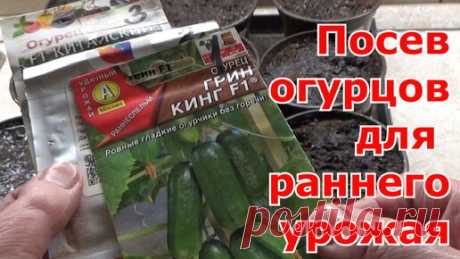 Посев огурцов на рассаду для раннего урожая. Как правильно рассчитать срок посева. Подмосковье. | Первый Загородный с Ольгой | Дзен