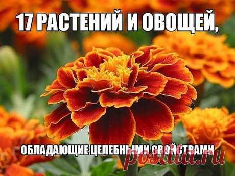 Одноклассники