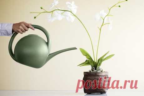 Вянут и сохнут листья у орхидеи: что делать и как помочь растению