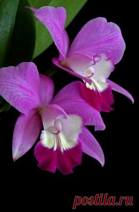 Laeliocattleya Orchid | Beautiful Flowers around the world
