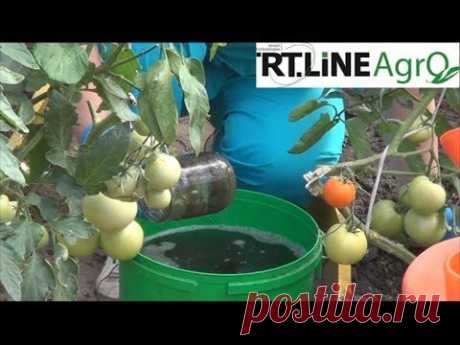 Подкормка растений томата в теплице народными средствами. Часть 1.(подкормка крапивой)