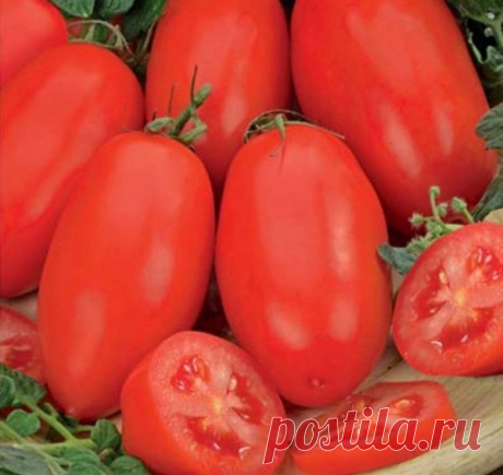 Томат "Челнок": характеристика, описание, урожайность сорта, фото и видео, особенности выращивания помидор