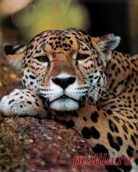 Jaguar | animals