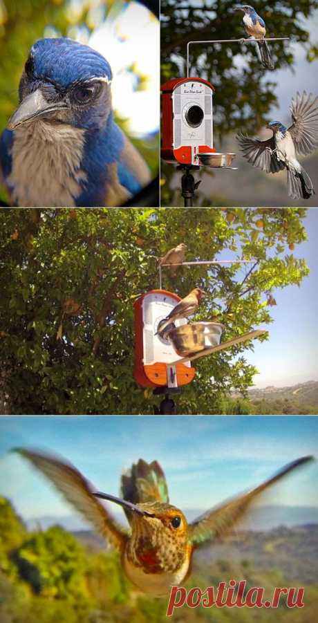 Кормушка для птиц, позволяющая наблюдать за пернатыми и фотографировать их | Гаджеты | Технологии