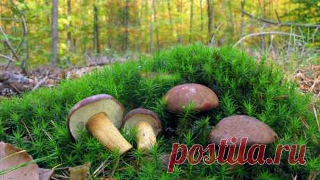 Польский гриб, "благородство на скорую руку": последний шанс наполнить закрома | Это грибы! | Дзен