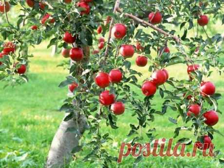 Подкормка, удобрения и обработка яблонь осенью