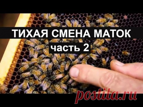 Пасека #28 Тихая замена матоk часть 2 Пчеловодство вывод матоk