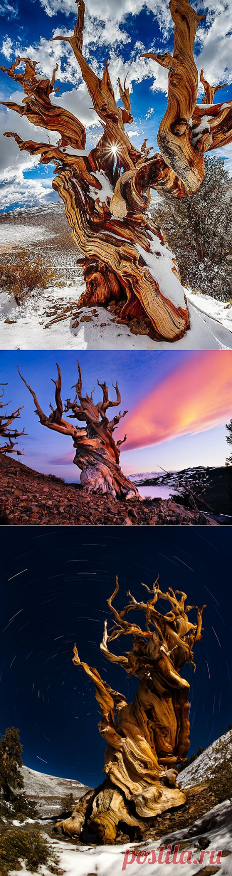ФотоТелеграф » Впечатляющие фотографии самых старых деревьев на Земле