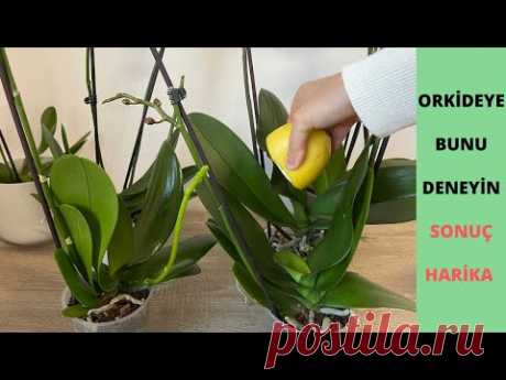 Сделайте это с орхидеей, она будет обильно цвести, даст живые жесткие листья и здоровые корни.
