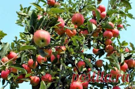 Как повысить урожай яблок: формирование кроны, как и чем удобрять, правильный полив, защита от болезней и вредителей