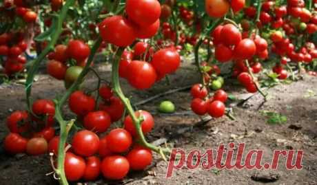 Как выбрать свой сорт томатов - научили выбирать лучшие не глядя! 5 хитростей томатоведа | В саду у Валентинки | Яндекс Дзен