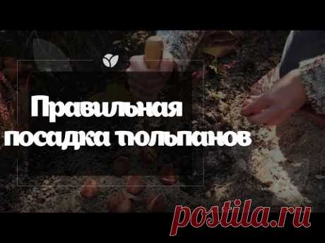 Правильная посадка тюльпанов | Agro-market.ua