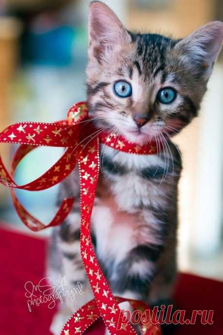 kitten for Christmas (by Madame-El)