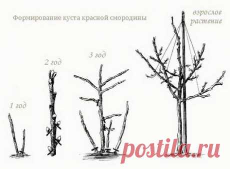 КАК СДЕЛАТЬ ИЗ СМОРОДИНЫ И КРЫЖОВНИКА ДЕРЕВЦЕ ШТАМБОВОЙ ФОРМЫ. - Садоводка