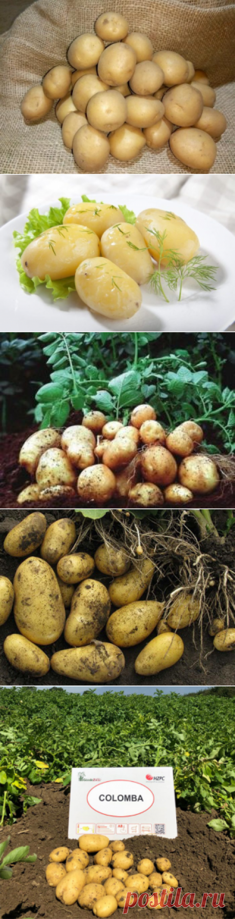 Картофель Коломбо характеристики и описание сорта, отзывы, фото, урожайность, посадка и уход, вкусовые качества