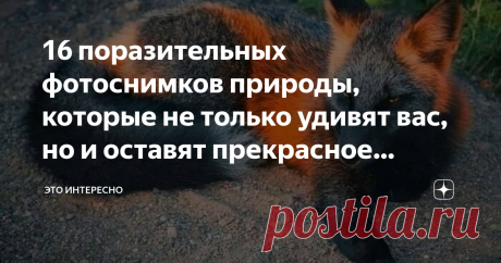 16 поразительных фотоснимков природы, которые не только удивят вас, но и оставят прекрасное впечатление Как же многогранна и привлекательна наша природа! И изучать ее можно вечно: ведь это – очень интересно. И почти во всех ее тайниках каждый сможет обнаружить множество замечательных сюрпризов - привлекательных, интересных и познавательных. Ниже представлена коллекция снимков флоры и фауны, которые вызовут у всех уйму положительных эмоций. Это – улитка-дракула, иначе назыв...