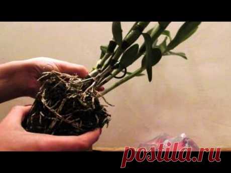 Орхидея Дендробиум (Dendrobium) после покупки. Достаем из горшка. Корни.