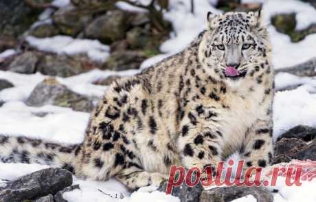 Обои язык, кошка, снег, камни, котенок, мясо, ирбис, снежный барс, ©Tambako The Jaguar картинки на рабочий стол, раздел кошки - скачать