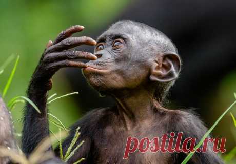 20 фото обезьян для хорошего настроения. Мимика, жесты, поступки | Российское фото | Яндекс Дзен