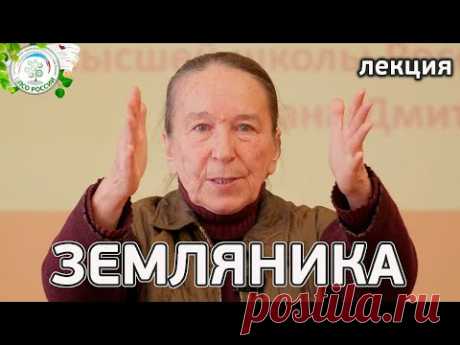 Все о землянике садовой в одной лекции.  Как вырастить садовую землянику (клубнику).