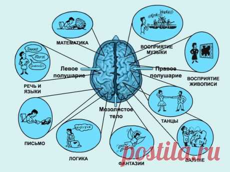 РАБОТА ПРАВОГО И ЛЕВОГО ПОЛУШАРИЙ ГОЛОВНОГО МОЗГА.