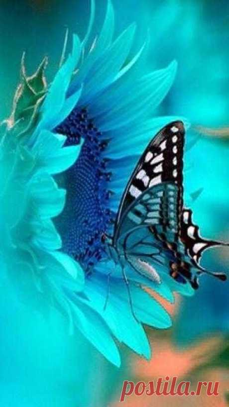 ✿ Turquoise Flower With Butterfly | ✿ FlOwɛɽʂ╭•⊰✿ Ɠaɽɗɛɲʂ ✿