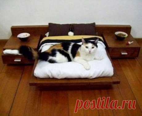 Личный спальный гарнитур для кота | MerCi - информационный журнал о самом главном